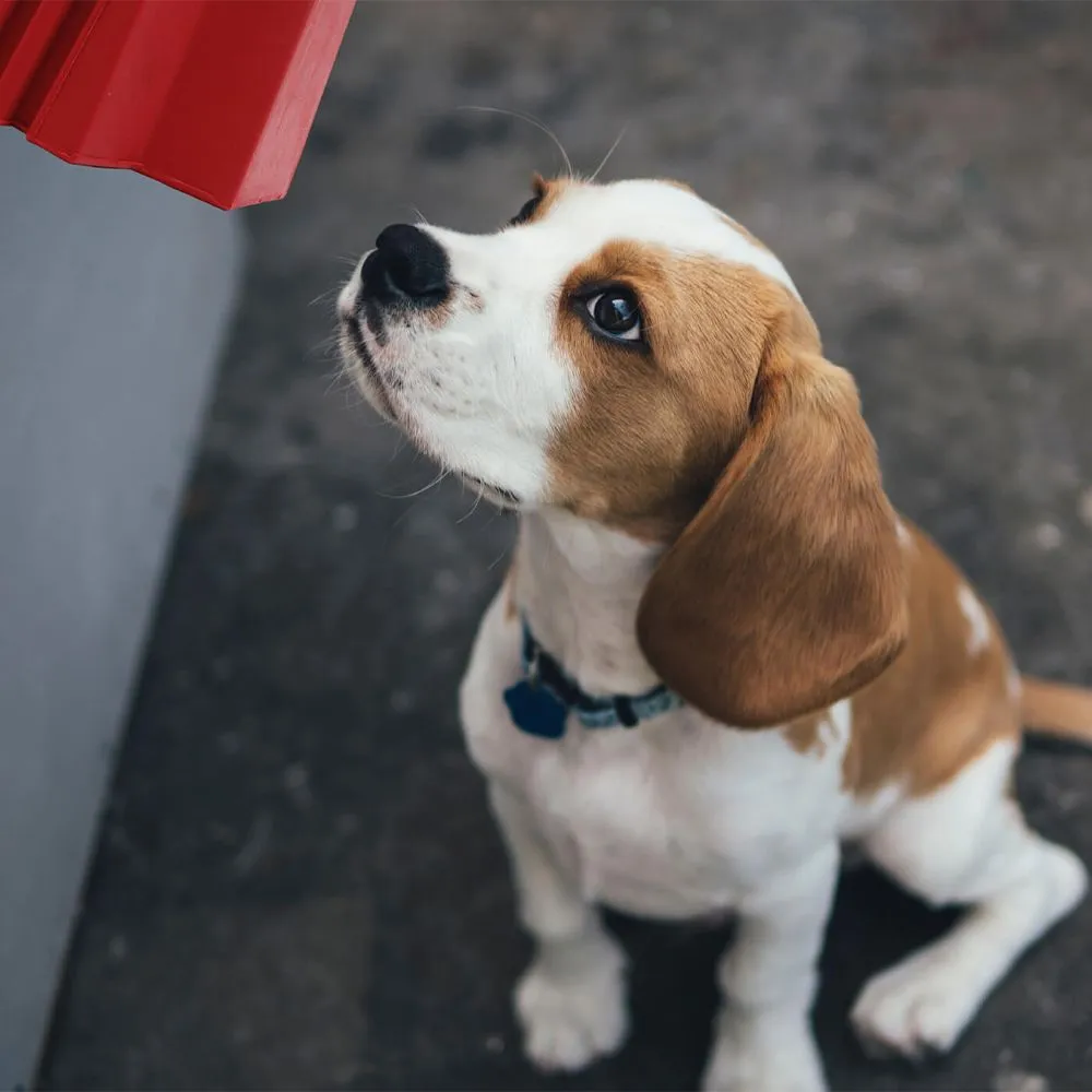 Frogg Robert Pink Chew Treat Dog Toy - Image 6