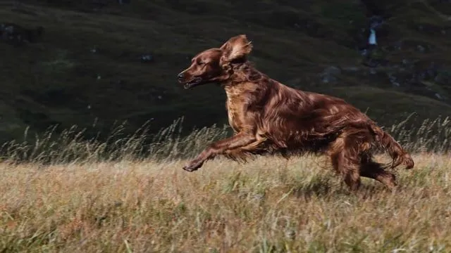 Canagan Dog Insect Protein - Image 3
