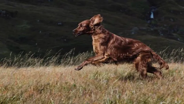 Canagan Dog Dental Free-Run Turkey - Image 4