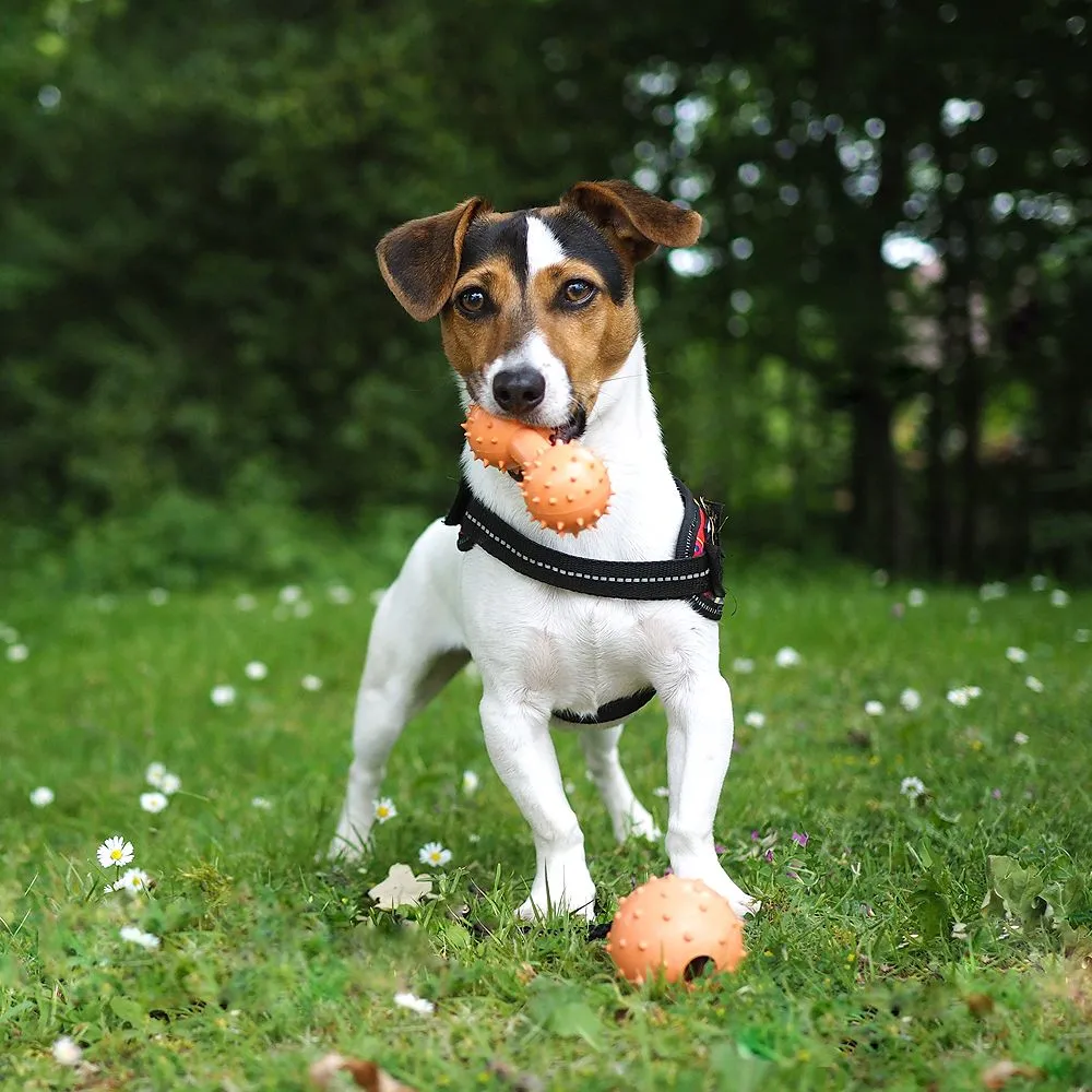 Great&Small 99% Natural Rubber Solid Dumbbell - Image 4