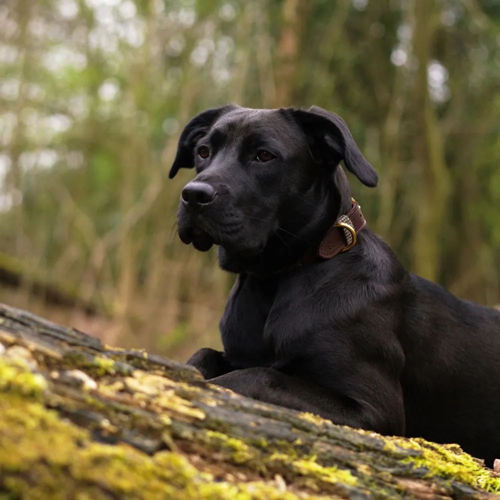 Hawkhurst Tweed Leather Collar - Image 7
