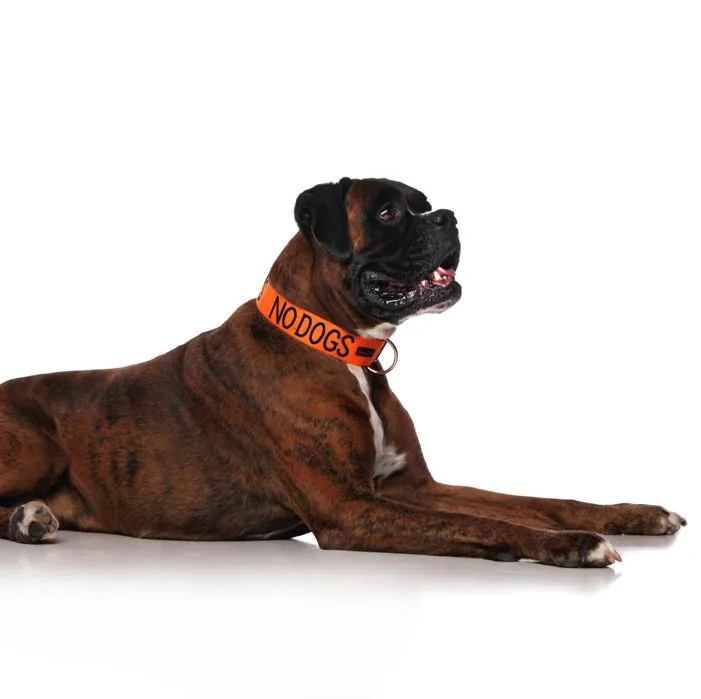 Dexil NO DOGS Awareness Collar - Image 3